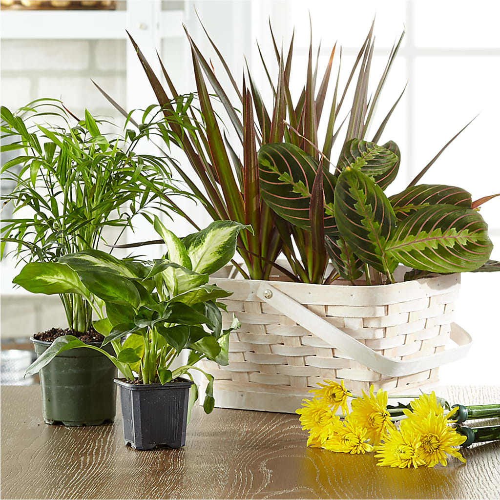 Florist Designed Blooming and Green Plants in a Basket – Flowers By Marianne, Hampton Falls NH
