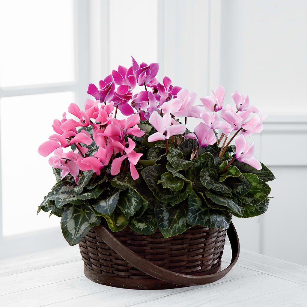 Mixed Cyclamen Planter – Flowers By Marianne, Hampton Falls NH