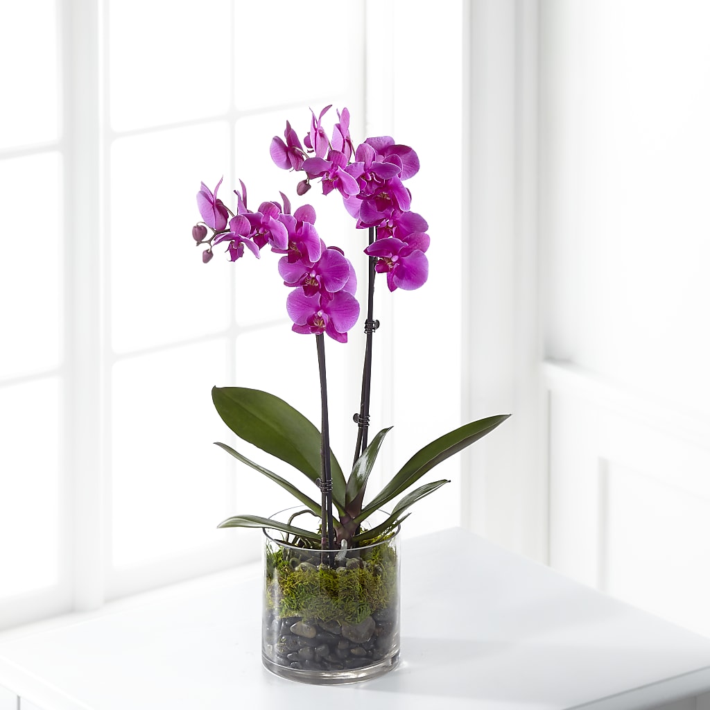 Pink Orchid Plant – Flowers By Marianne, Hampton Falls NH