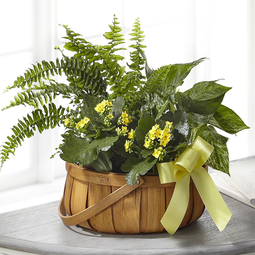 Always Dear Dishgarden – Flowers By Marianne, Hampton Falls NH