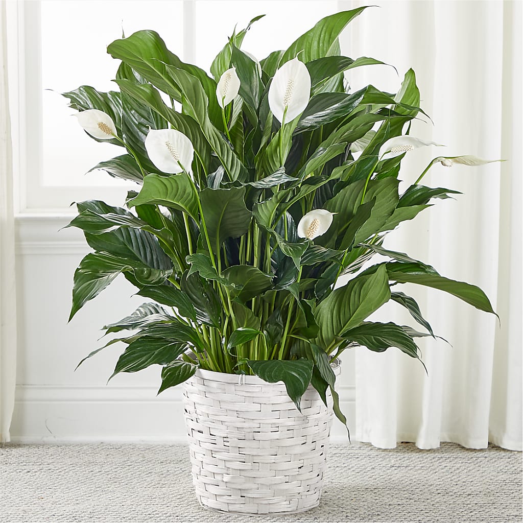 A New Leaf Peace Lily – Flowers By Marianne, Hampton Falls NH