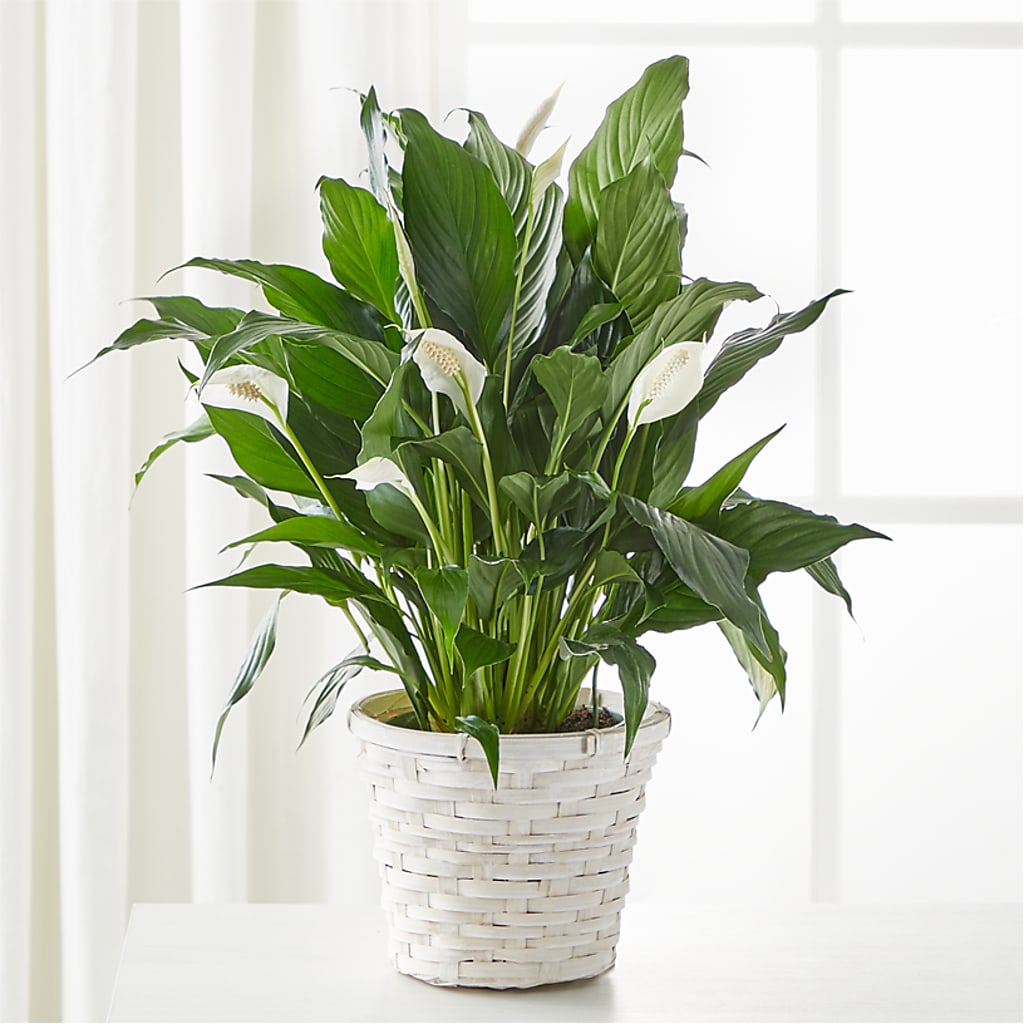 A New Leaf Peace Lily – Flowers By Marianne, Hampton Falls NH