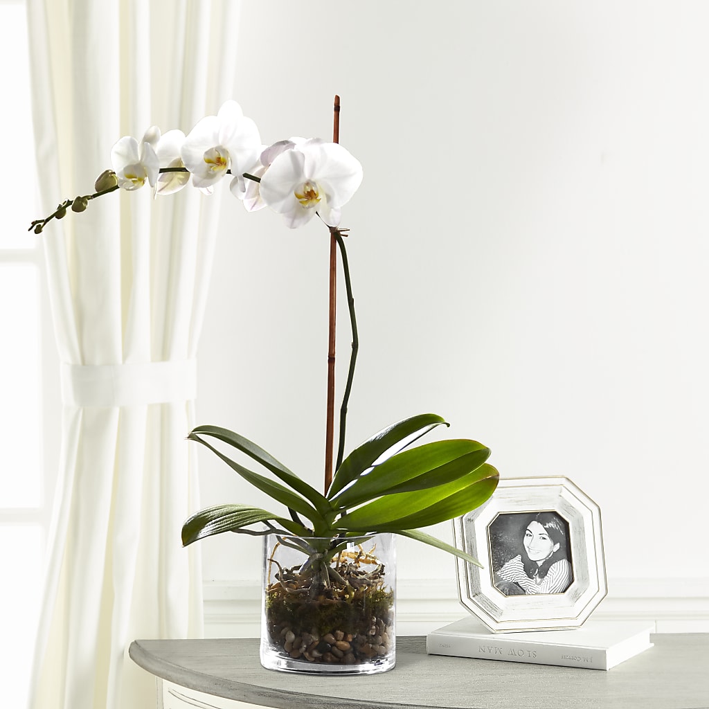 White Orchid Planter – Flowers By Marianne, Hampton Falls NH