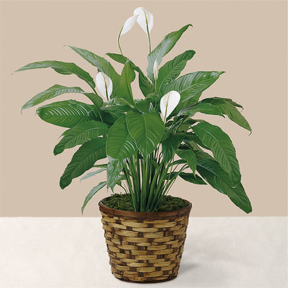 Tranquil Moments Peace Lily Plant –  Flowers By Marianne, Hampton Falls NH