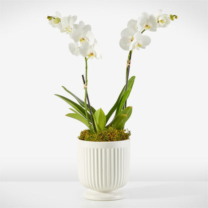 Whispering White Orchid –  Flowers By Marianne, Hampton Falls NH