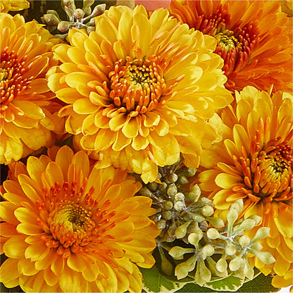 Peachy Pumpkin –  Flowers By Marianne, Hampton Falls NH