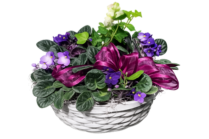 African Violet Basket –  Flowers By Marianne, Hampton Falls NH
