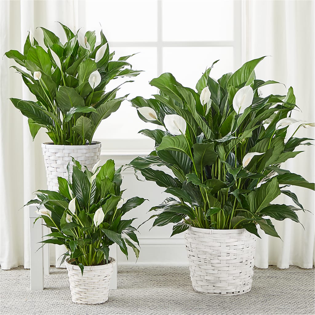 A New Leaf Peace Lily –  Flowers By Marianne, Hampton Falls NH
