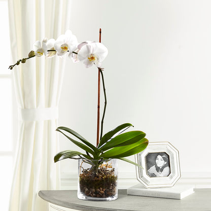 White Orchid Planter –  Flowers By Marianne, Hampton Falls NH